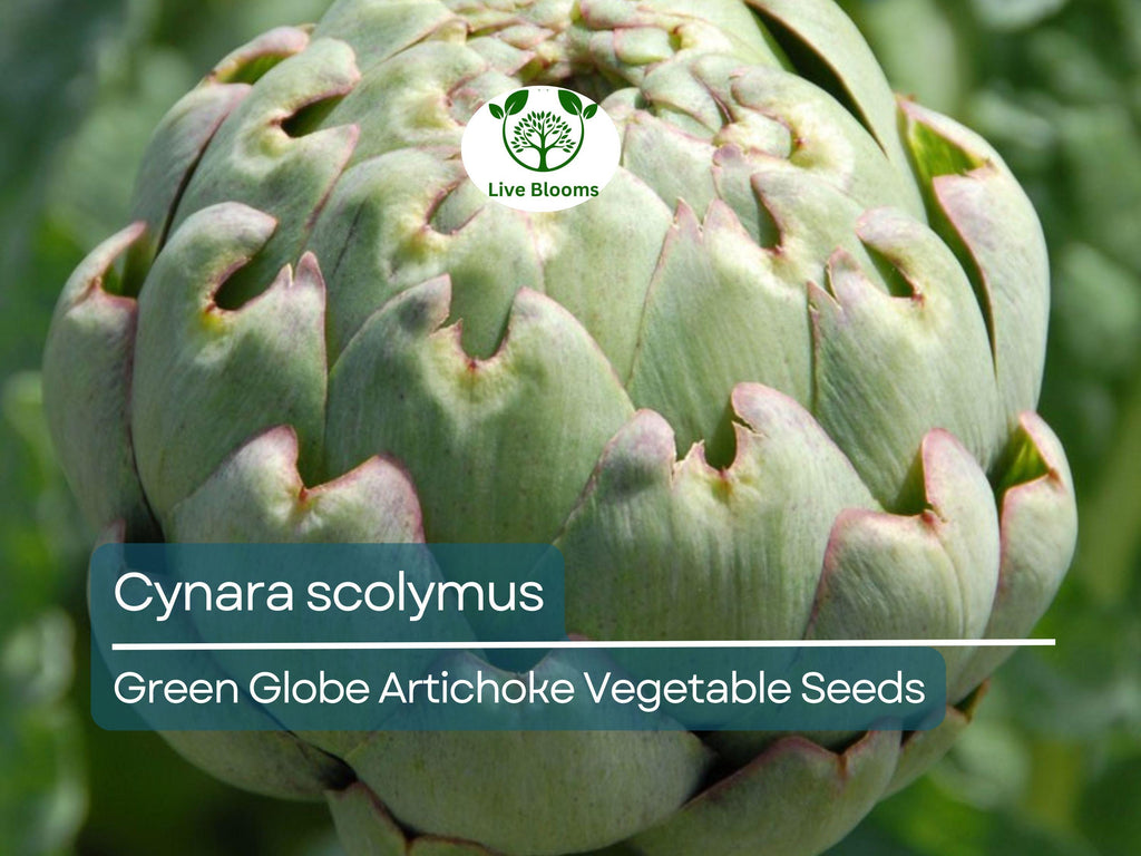 10 Green Globe Artichoke Seeds - Cynara scolymus | Heirloom Artichoke for Planting, Gardening & Culinary Use | Large, Tender Buds