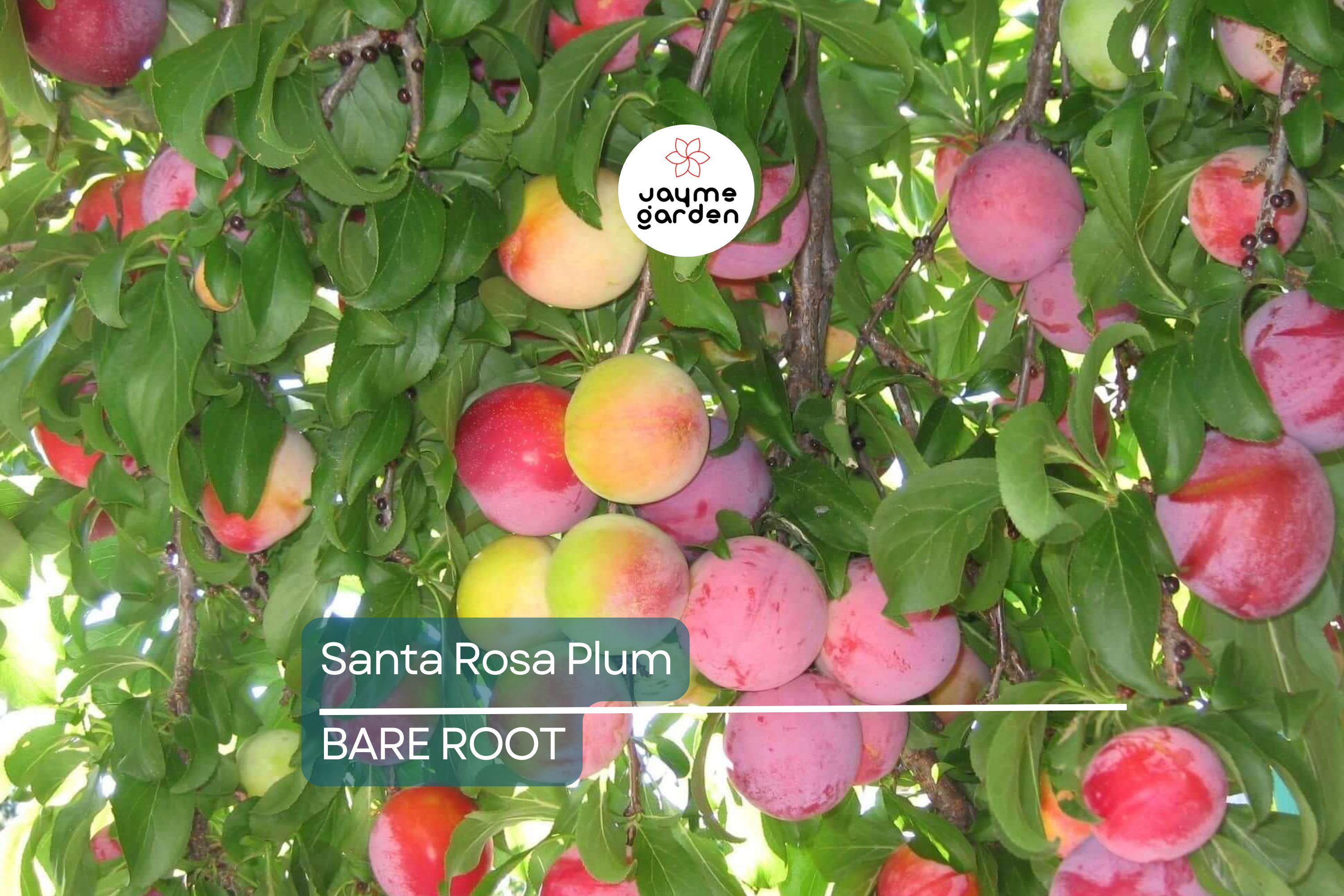 Santa Rosa Plum Tree Live Plant | 2ft Tall Bare Root | Sweet Juicy Fruit | Fast-Growing | Hardy Zones 5-9