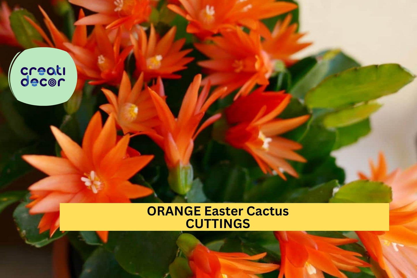 Orange Easter Cactus Cutting | Hatiora gaertneri | 1 Unrooted Segment | Spring Blooming Houseplant | Read Description