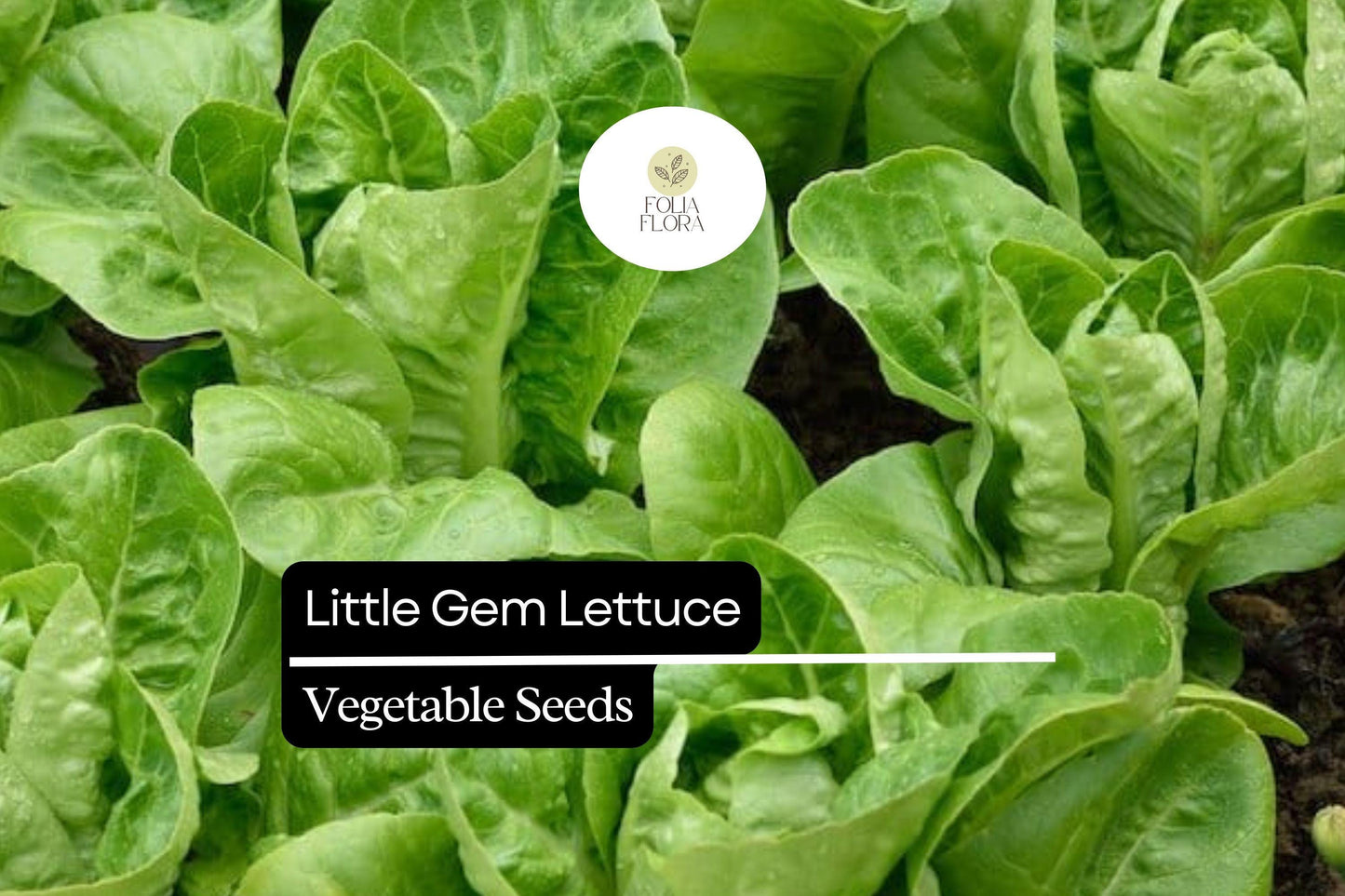 1000 Little Gem Lettuce Seeds – Lactuca sativa – Sweet Mini Romaine, Crisp Texture, Heirloom, Non-GMO, Compact Growth, Easy to Grow