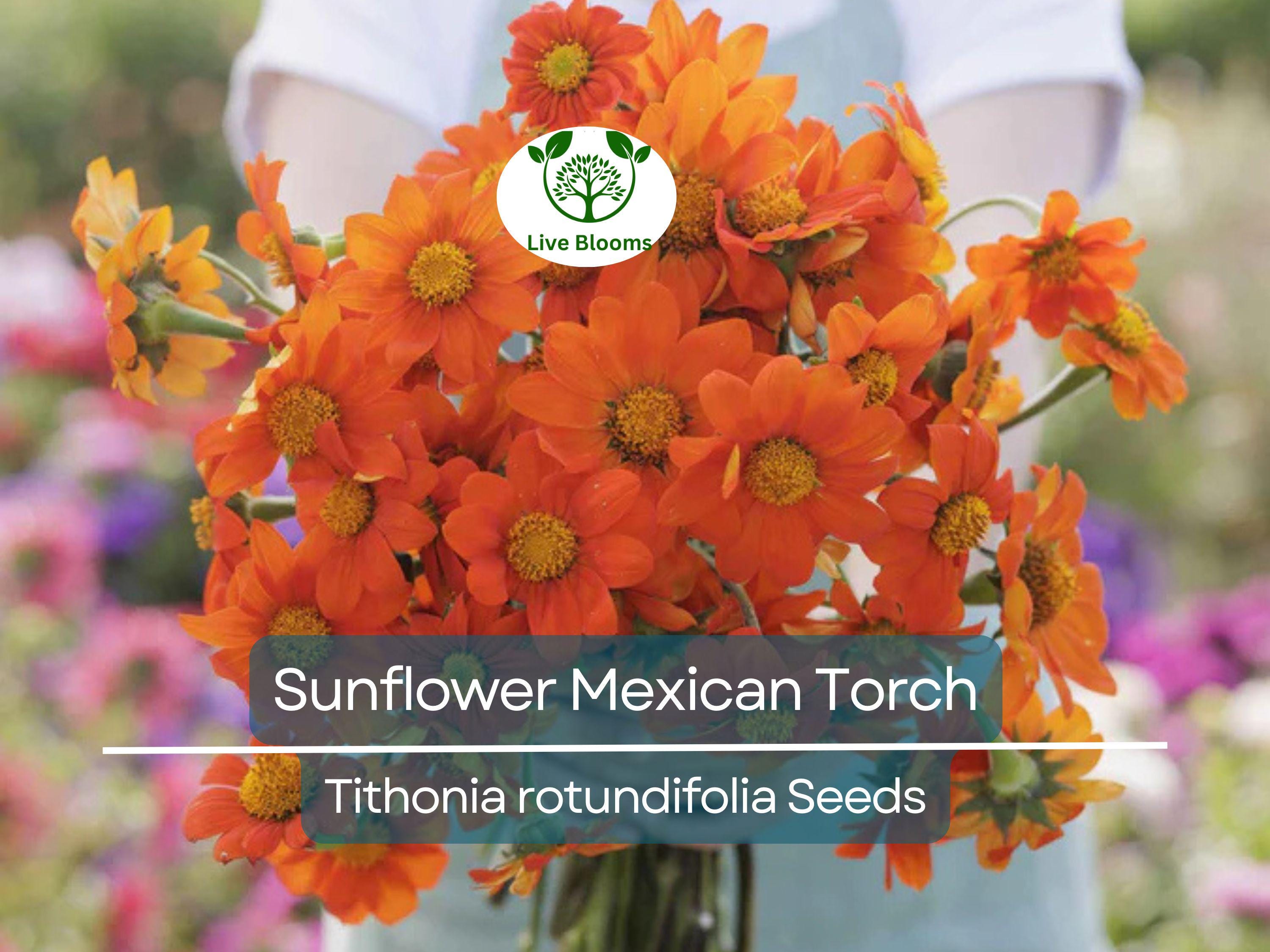100 Seeds Sunflower Mexican Torch, Non-GMO, Bees, Butterflies, Hummingbirds, Helianthus, Bright Blooms, Garden, Wildflower, Perennial