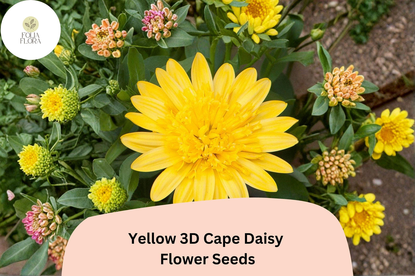 50+ Yellow 3D Cape Daisy Seeds | Osteospermum ecklonis | Golden Bloom | Easy-Grow Garden Flower Seeds