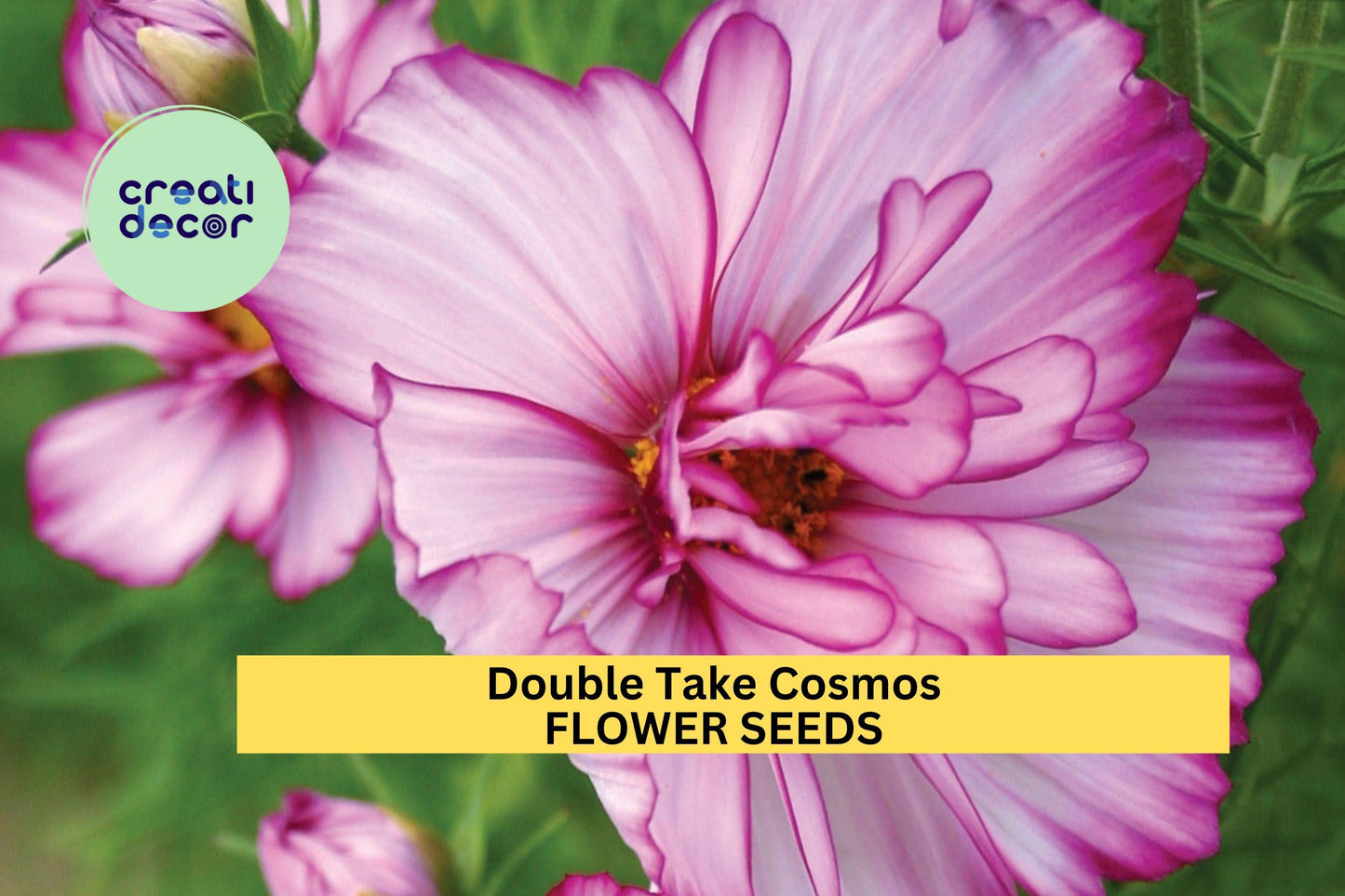 200+ Double Take Cosmos Seeds – Bold Double Blooms in Mixed Colors for Garden Planting, Long-Blooming Annuals – USA