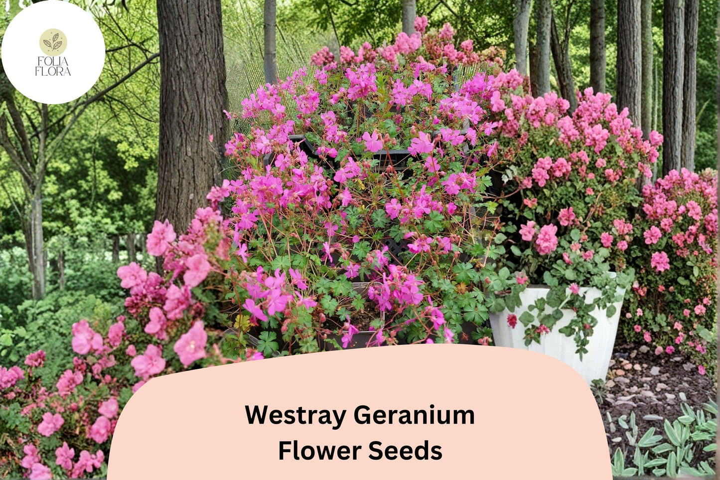 25+ Westray Geranium Seeds | Perennial Cranesbill | Pink Blooms for Garden Beds & Borders