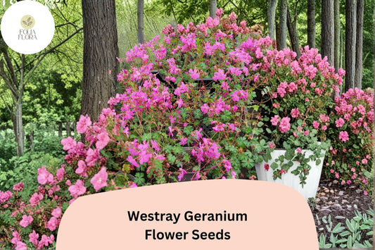 25+ Westray Geranium Seeds | Perennial Cranesbill | Pink Blooms for Garden Beds & Borders