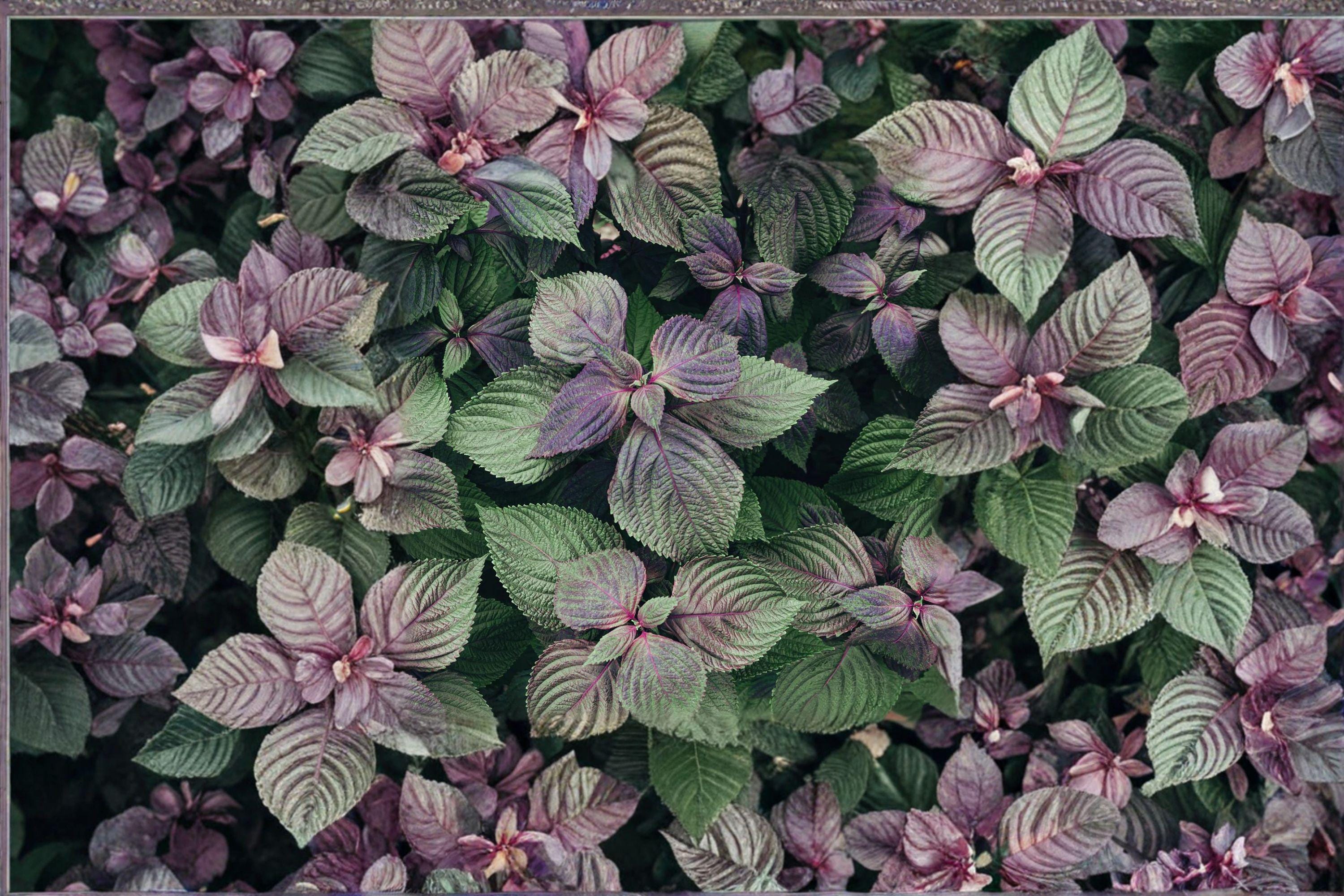 Perilla (Shiso) – Korean Perilla Herb 400 Seeds | Traditional Asian Herb | Aromatic Leaves | Culinary & Medicinal Use