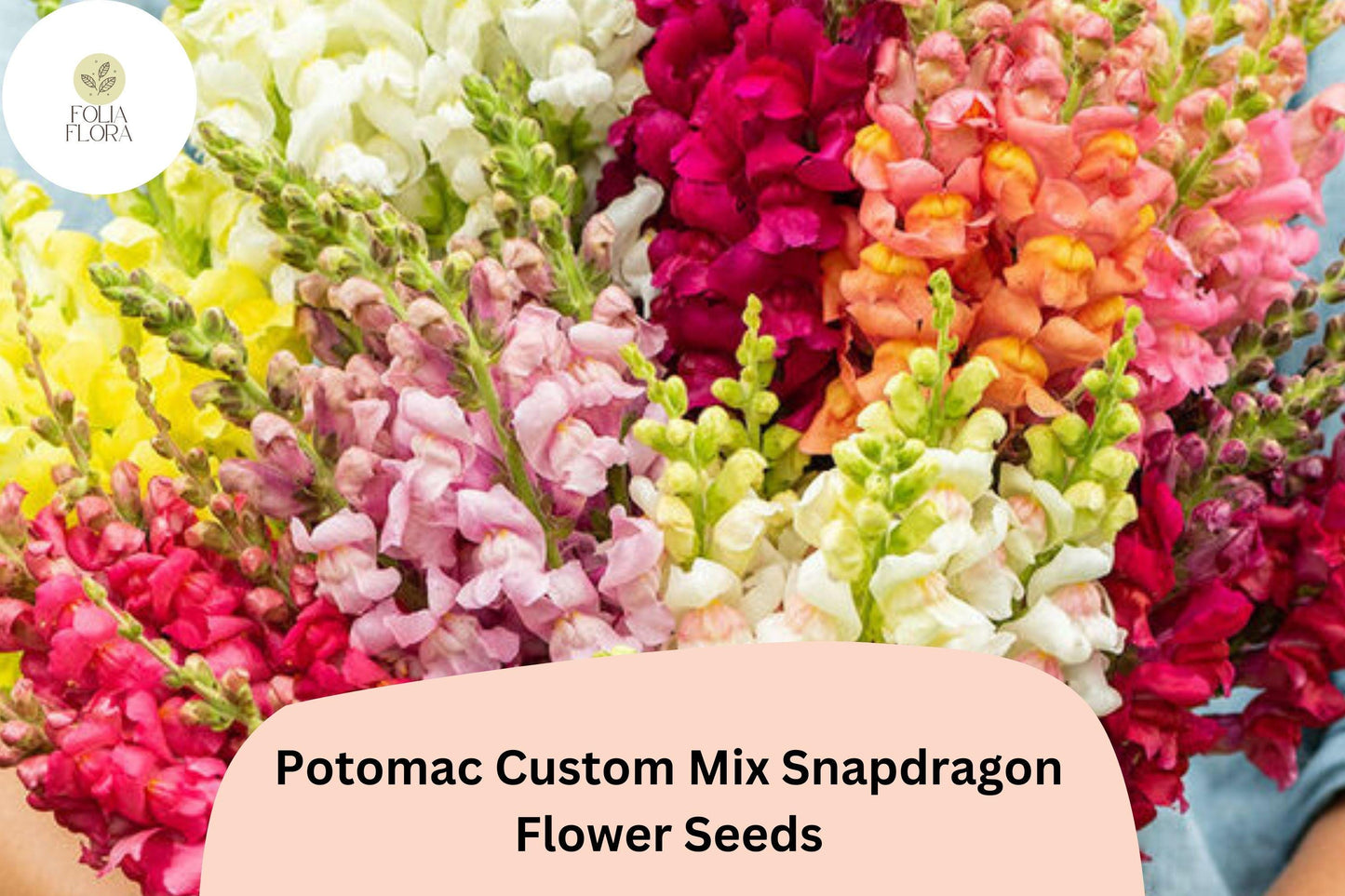 Antirrhinum majus Potomac Custom Mix Snapdragon Seeds – 1000+ Vibrant Multi-Colored Blooms for Garden & Cut Flowers