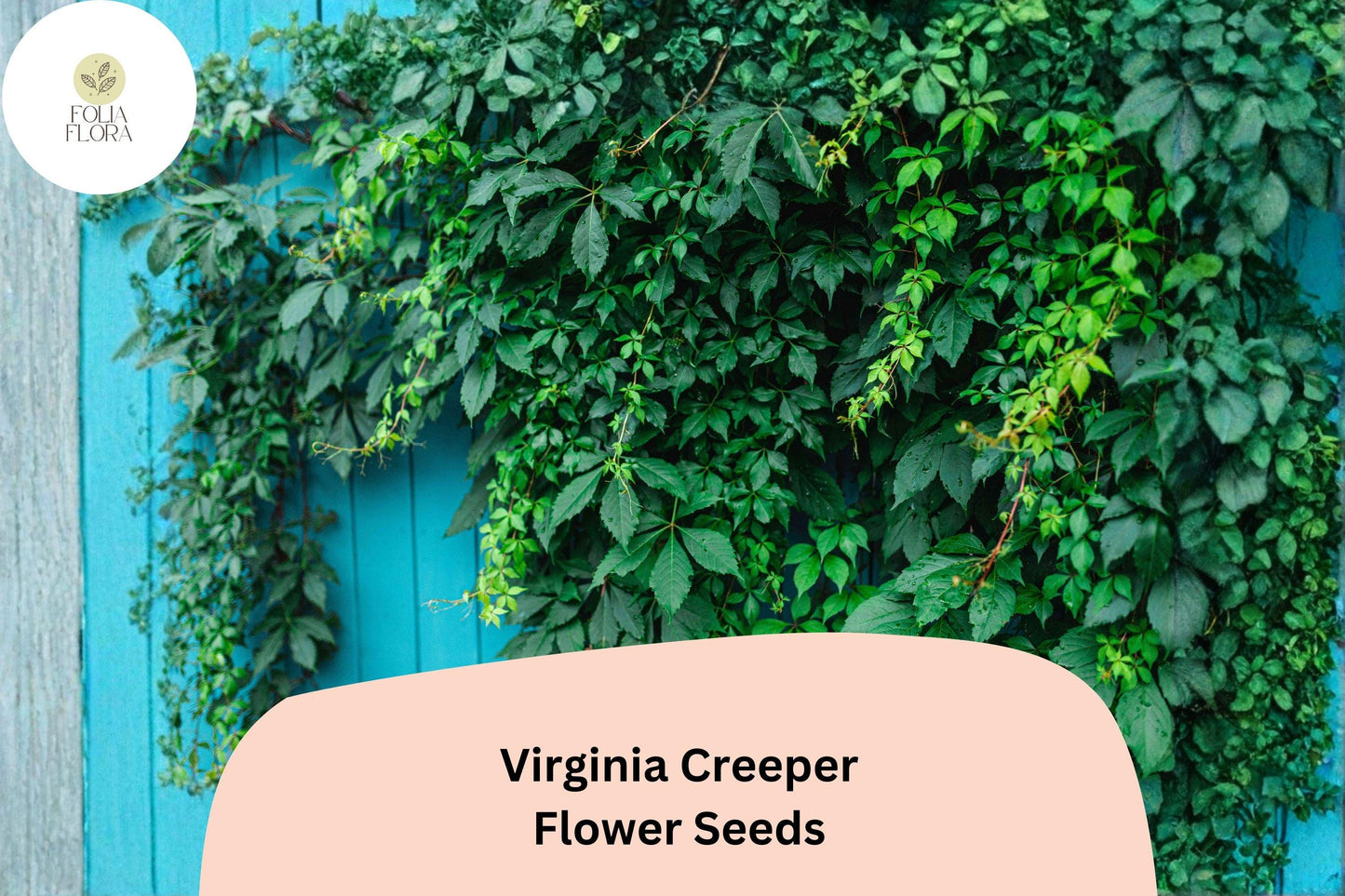 Virginia Creeper Seeds – 10 Parthenocissus quinquefolia | Ornamental Foliage for Garden & Trellis