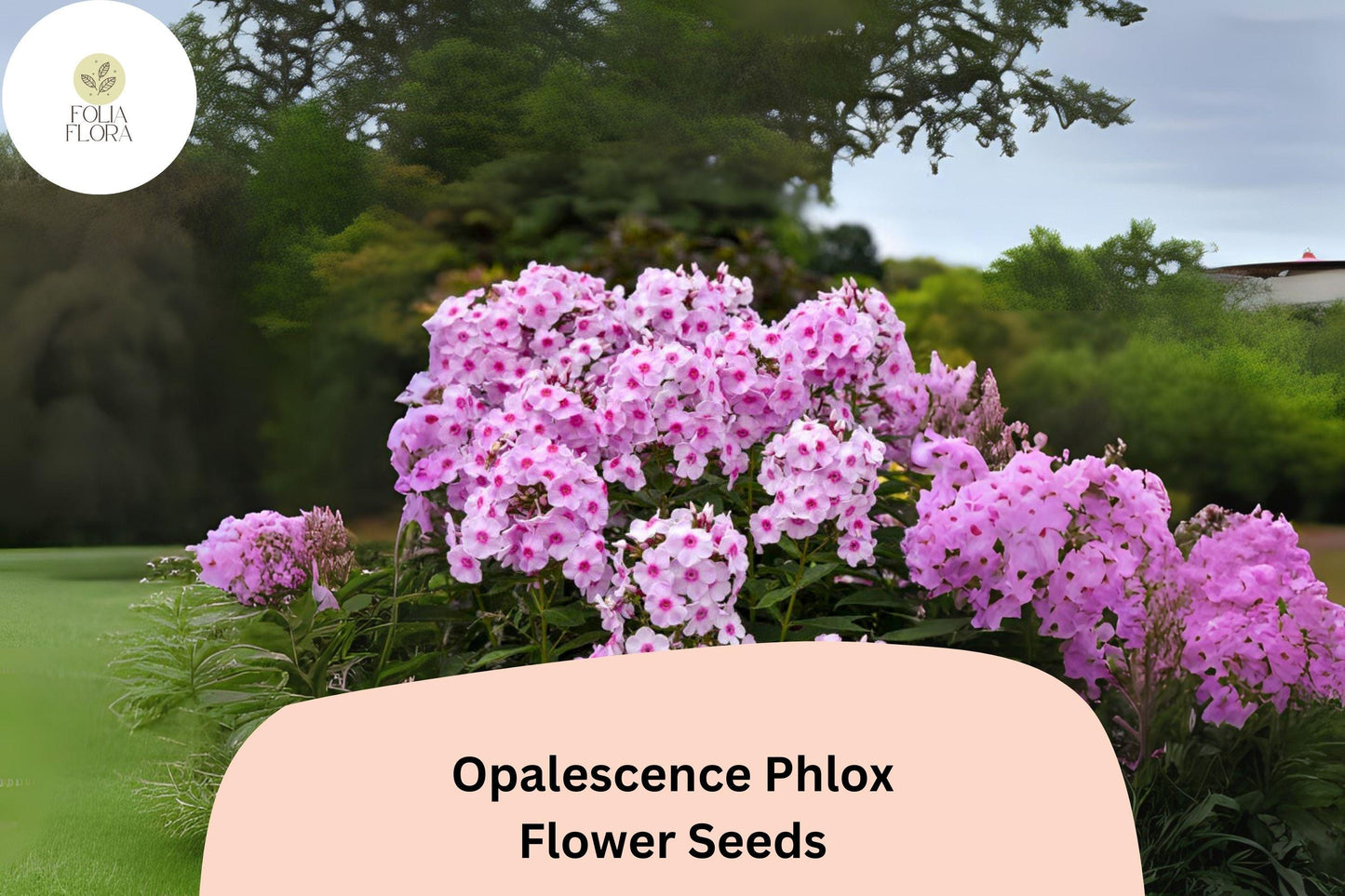 100+ Opalescence Phlox Seeds – Phlox paniculata, Soft Pink & White Perennial Garden Flowers
