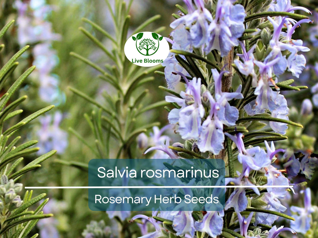100 mg Seeds Rosemary Herb – Salvia rosmarinus for Planting | Aromatic Culinary for Home Gardens