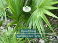 3 Dwarf Palm Trees – Live Bare Root Plants – Compact Tropical Bundle – Cold Hardy & Low Maintenance Indoor/Outdoor Palms