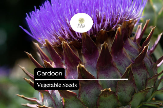 30 Seeds Cardoon, Cynara Cardunculus, Ornamental Edible Perennial with Artichoke Flavor
