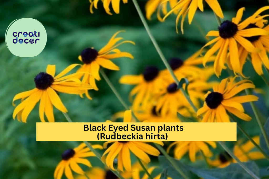 Black Eyed Susan Live Plants – Lot of 6 Bare Root Rudbeckia Hirta, Perennial Wildflower with Golden Blooms, Hardy Garden Plant Zones 3–9