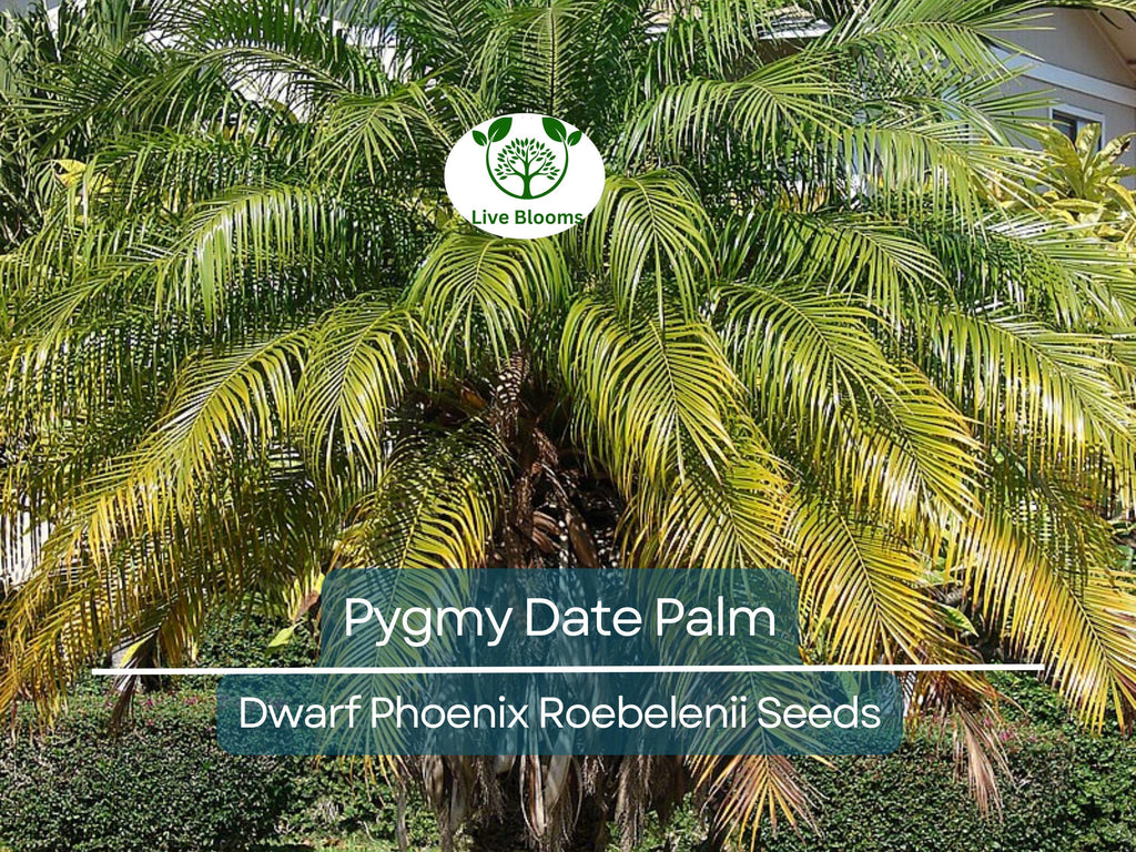15 Pygmy Date Palm Seeds (Dwarf Phoenix Roebelenii), Indoor Houseplant, Tropical, Easy to Grow, Dwarf Palm Tree, Roebelenii Seeds, Indoor