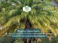 15 Pygmy Date Palm Seeds (Dwarf Phoenix Roebelenii), Indoor Houseplant, Tropical, Easy to Grow, Dwarf Palm Tree, Roebelenii Seeds, Indoor