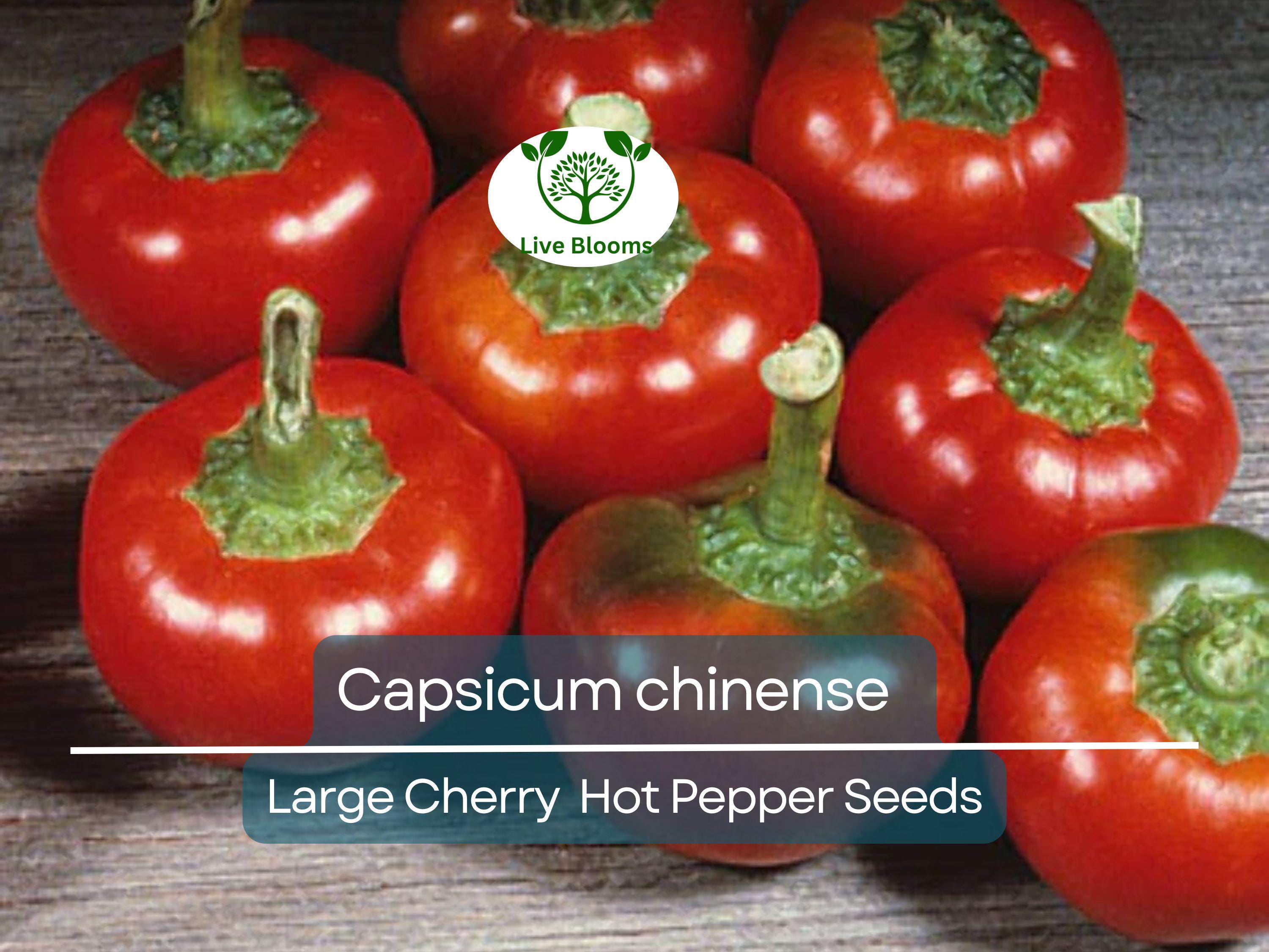 30 Seeds Large Cherry Hot Pepper (Capsicum annuum) – Sweet & Spicy, Cherry-Style Pepper for Planting, Great for Salsa, Salads and Hot Sauces