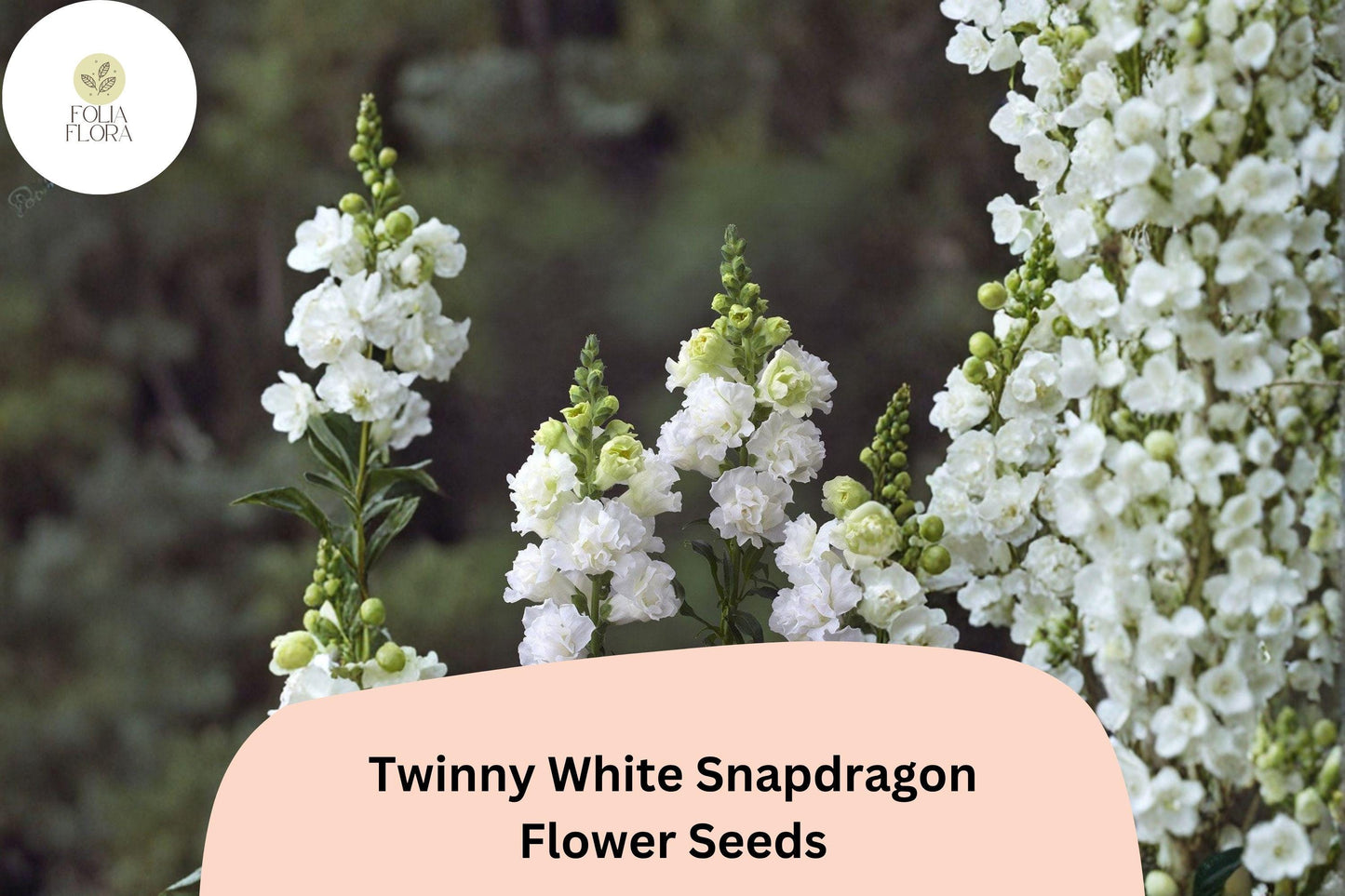 1000+ Twinny White Snapdragon Seeds | Antirrhinum majus | Double Pure White Blooms for Borders & Pots