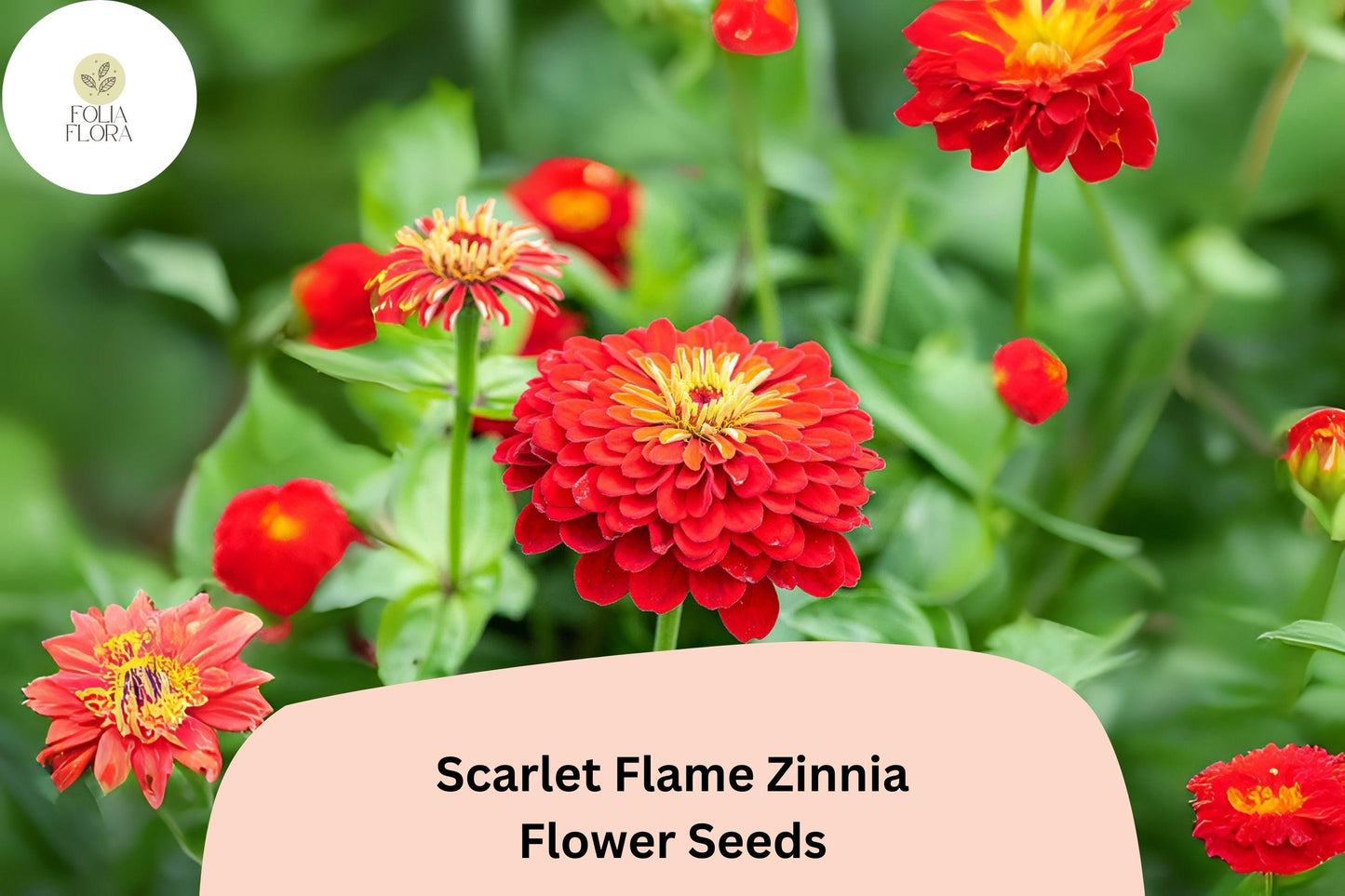 100+ Scarlet Flame Zinnia Seeds – Bright Red Blooms for Garden Planting, Borders & Cut Flowers