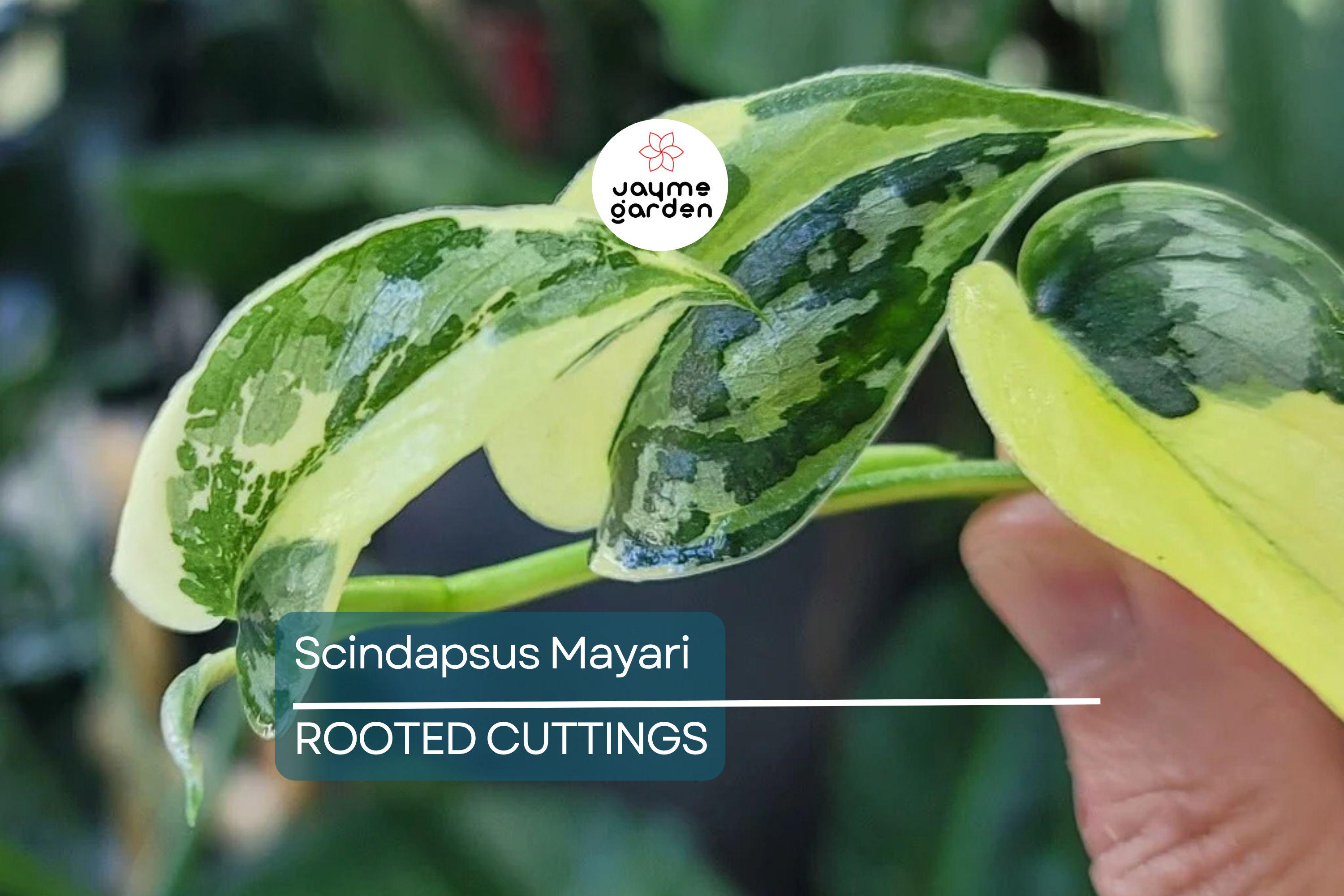 Scindapsus Mayari - Highly Variegated Rooted Cutting (1-2 Leaves) | Rare Cultivar with Stable Variegation