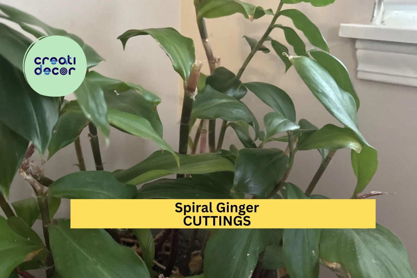 3 Costus Igneus Cuttings – 6–8” Ornamental Spiral Ginger | Tropical Fiery Stepladder Plant for Pots, Borders, or Warm Zone Gardens