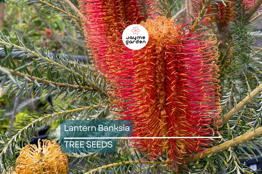 5 Lantern Banksia "Fireworks" Seeds (Banksia ericifolia) – 8' Tall, Exotic Flowering Shrub