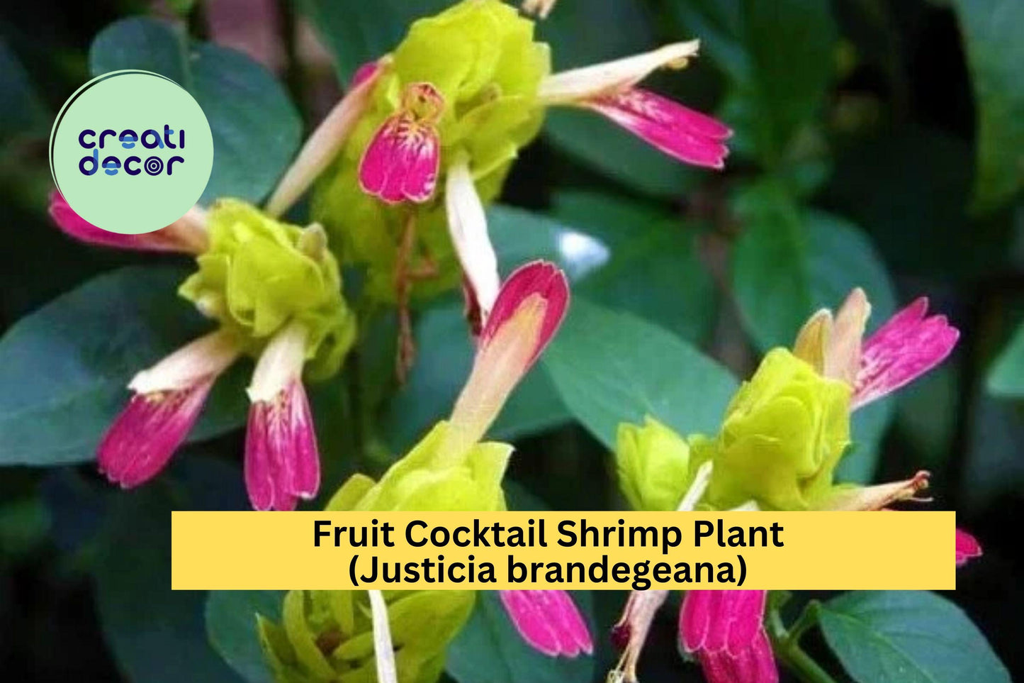 Fruit Cocktail Shrimp Plant | Justicia brandegeana | Live Rooted Starter Ornamental Plant