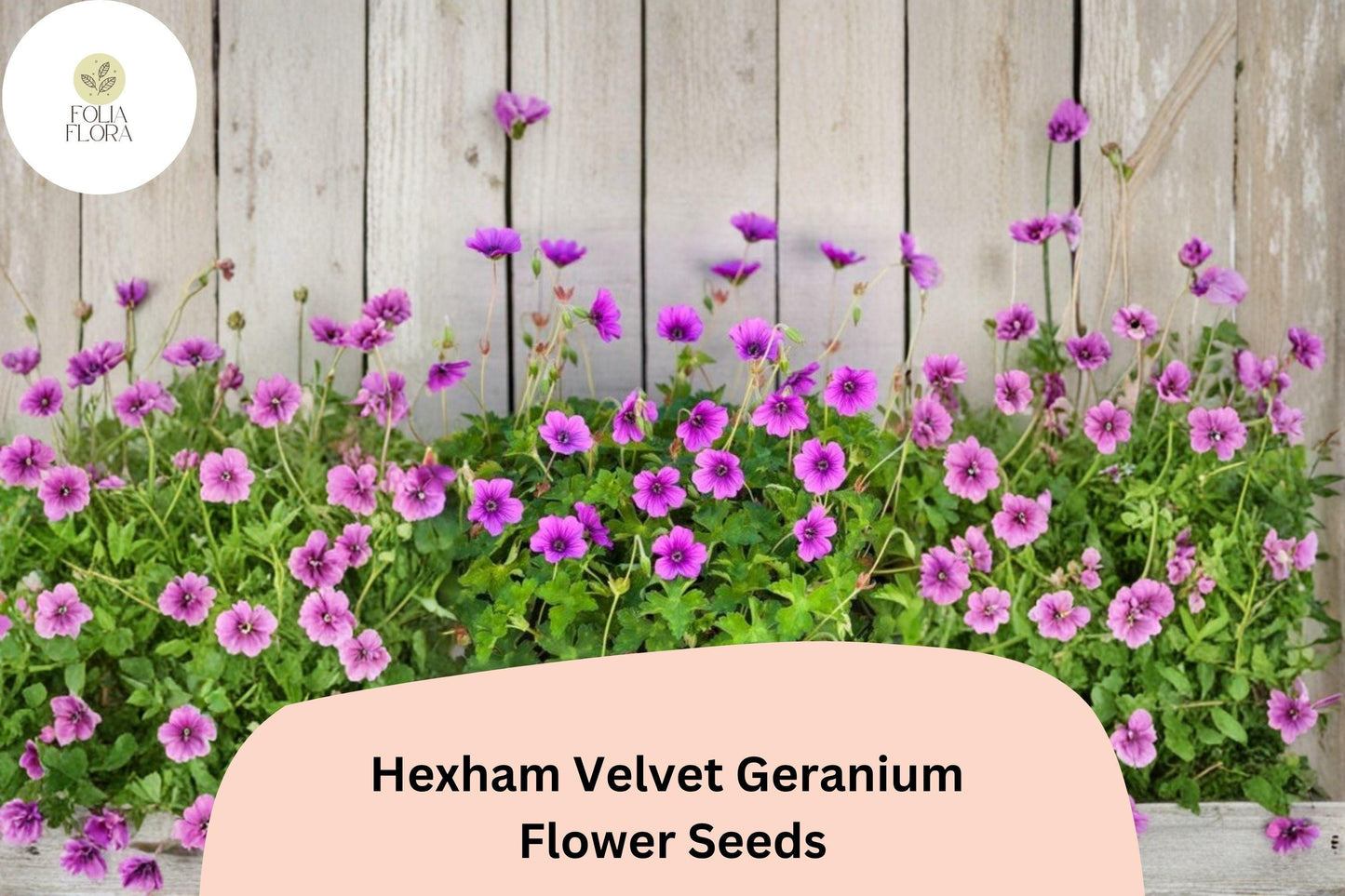 25+ Hexham Velvet Geranium Seeds for Garden Planting – Rich Purple Blooms, Hardy Perennial Flower