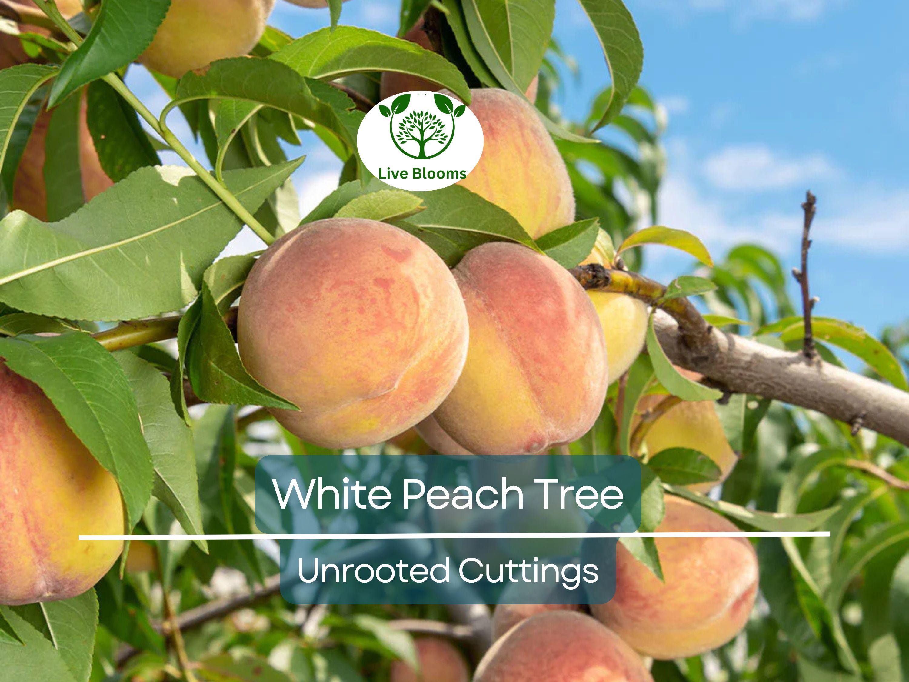 3PCS Juicy White Peach Tree 5-6" Unrooted Cuttings - Prunus persica, Delicious Fruit Tree for Propagation, Easy to Grow, Home Orchard Plant