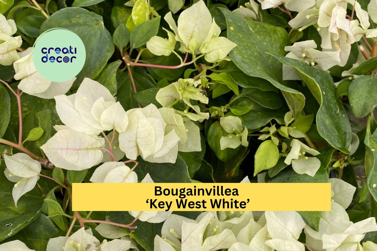 Bougainvillea ‘Key West White’ | Live Rooted Starter Plant | White Flowering Vine for Outdoor Garden, Patio Pots & Landscaping