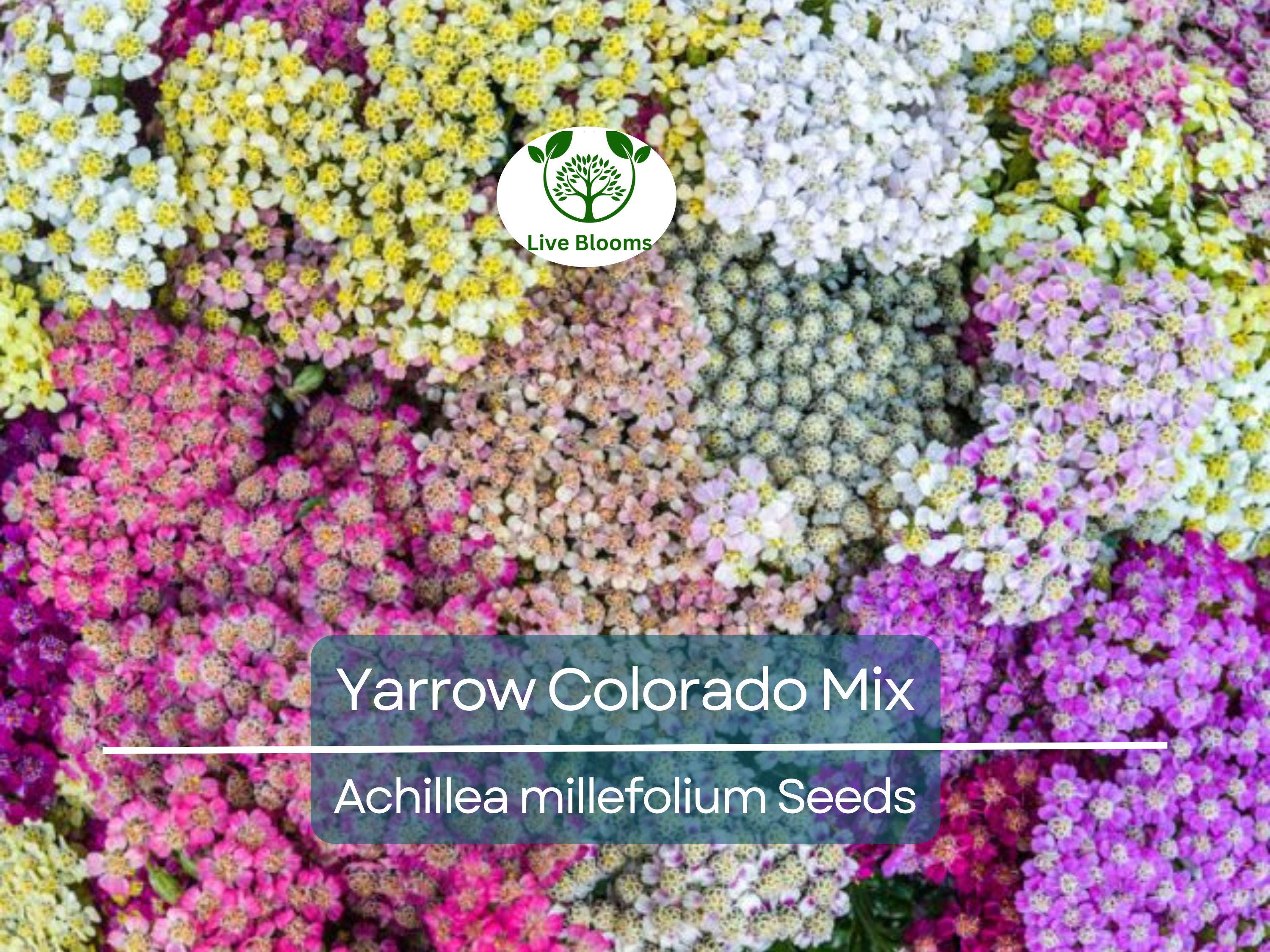 50 Seeds Yarrow Colorado Mix Perennial Wildflower Xeriscaping Non-GMO (Achillea millefolium)