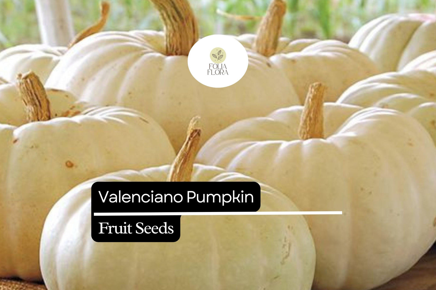 5 Seeds Valenciano Pumpkin (Cucurbita pepo) – Classic White Heirloom Pumpkin for Decoration & Cooking