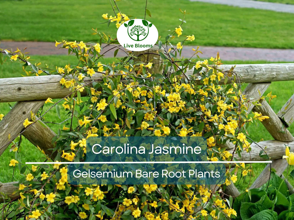 6 Carolina Jasmine Vines – Yellow Flowering Live Plants with Roots – Fast-Growing Climber – Fragrant Evergreen Starter Pack