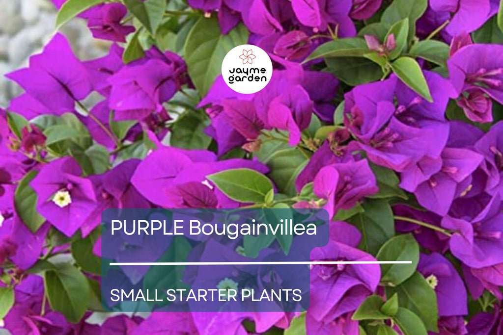Purple Bougainvillea Starter Plant - Paper Flower, 5-7 Inches Tall - Vibrant Tropical Blooms for Gardens, Trellises & Landscaping