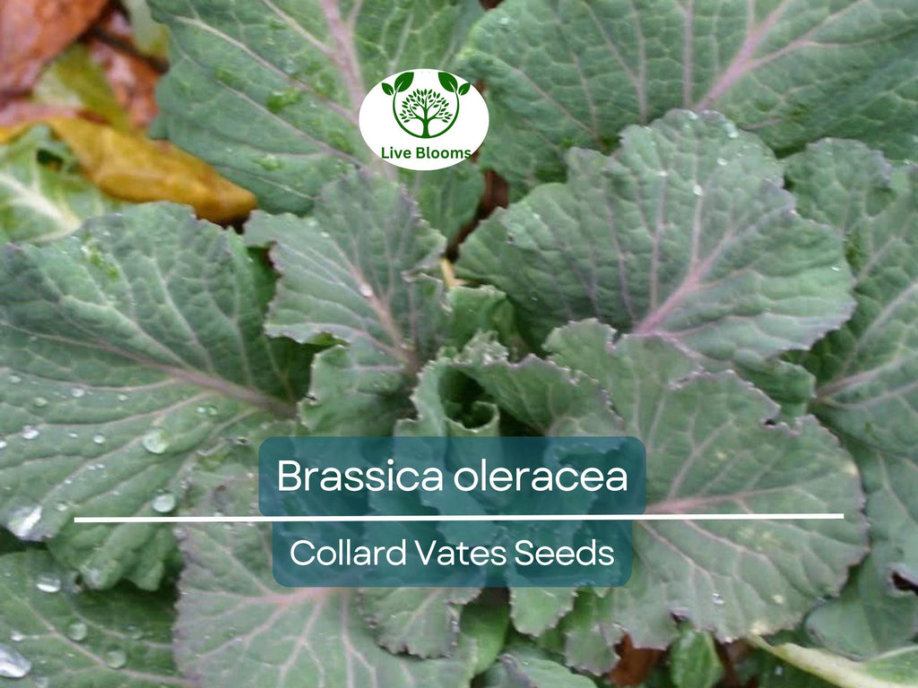 300 Seeds Collard Vates – Brassica oleracea | Heirloom Collard Greens for Planting, Gardening & Nutritious Harvests