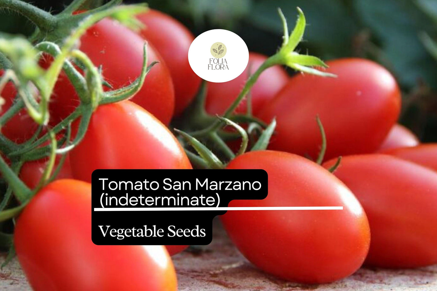 30 Seeds San Marzano Short Vine Tomato, Lycopersicon Esculentum, Indeterminate Heirloom Variety