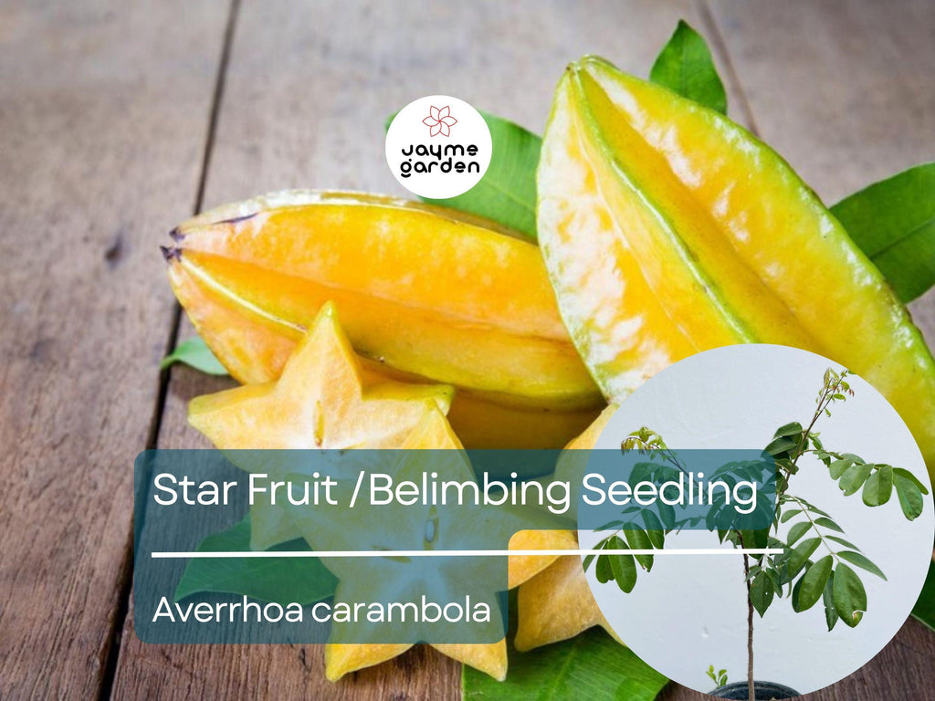 Grafted Star Fruit Seedling Starter Plant (Averrhoa carambola) Live Fruit Tree 24″-36″ - Sweet Tropical Carambola for Garden or Patio