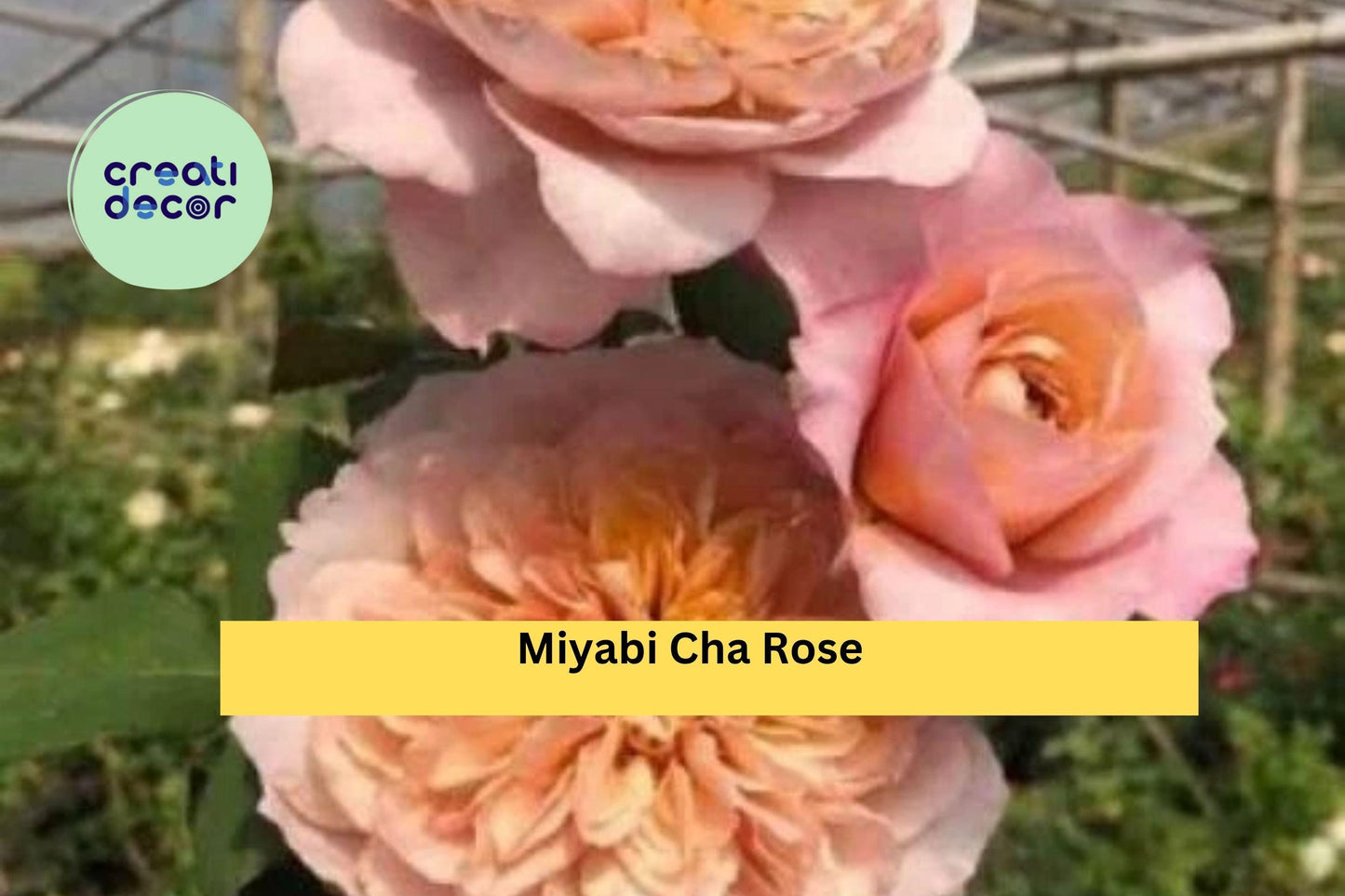 Miyabi Cha Rose Cuttings | 3 Rare Rose Stems for Rooting or Grafting | Unique Garden Rose Variety
