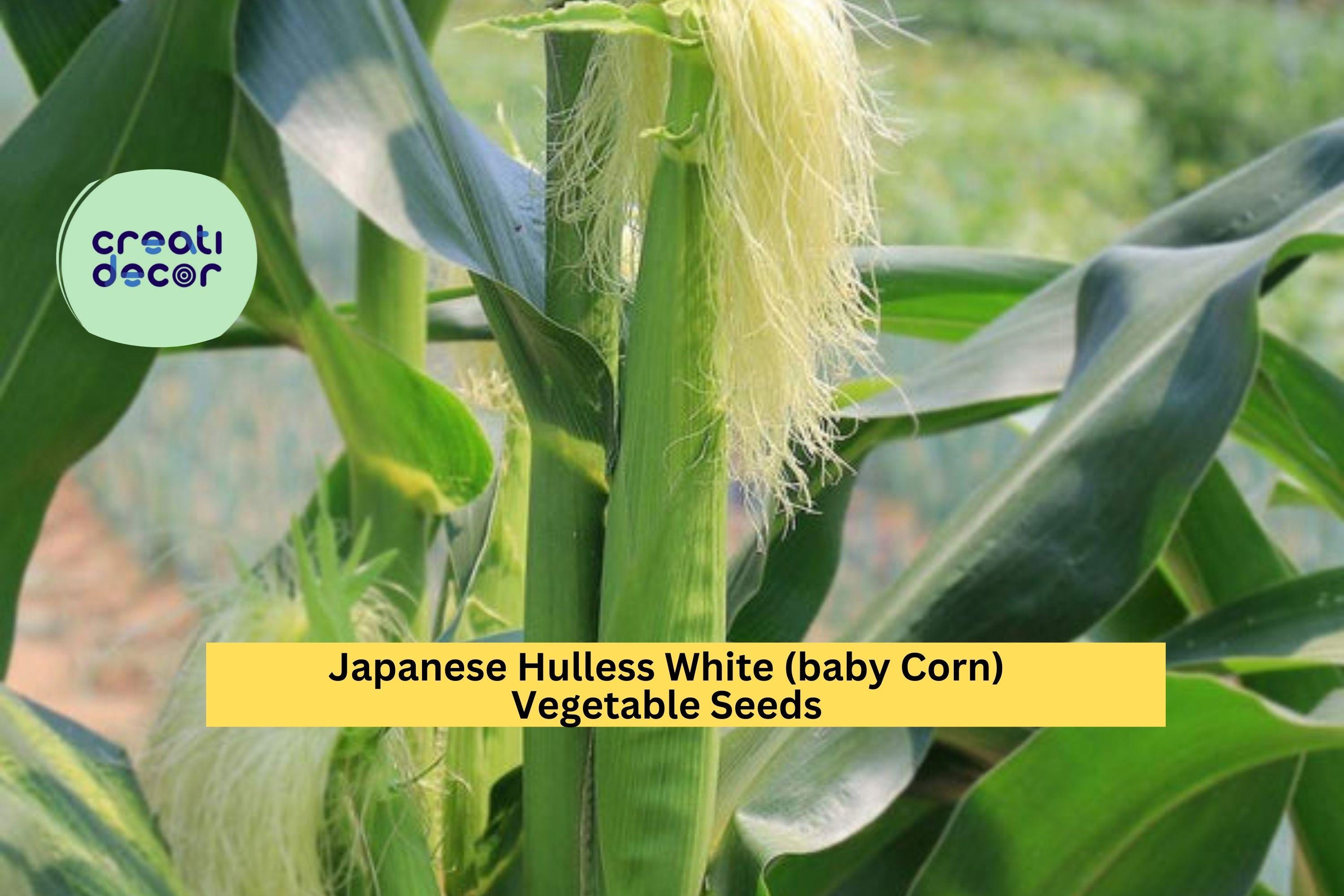 3pcs x 5g Japanese Hulless White Popcorn Seeds – Baby Corn Variety for Garden Rows, Homestead, or Backyard Growing Seeds for Planting