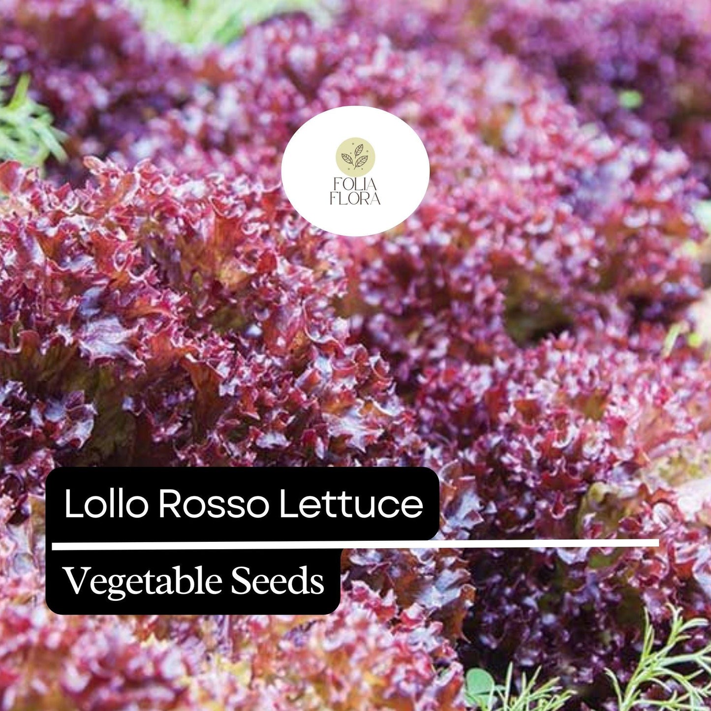 1000 Lollo Rosso Lettuce Seeds – Heirloom, Non-GMO, Frilly Red-Leaf Variety