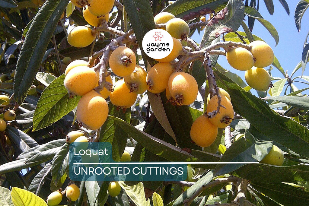 Loquat Tree  – Sweet Juicy Tropical Fruit Tree – Ships in Pot – Ready to Plant