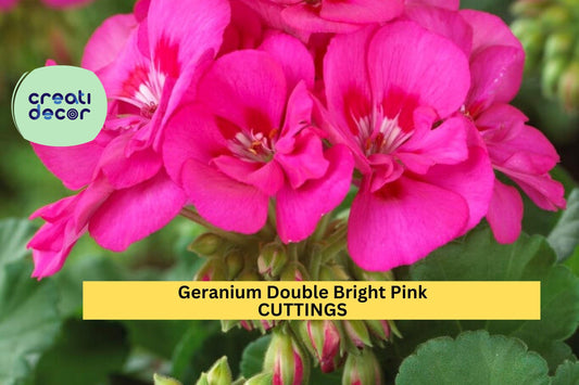 4 Double Bright Pink Geranium Cuttings – 5" Unrooted Pelargonium Stems | Vibrant Flowering Starts for Pots, Borders, or Hanging Baskets