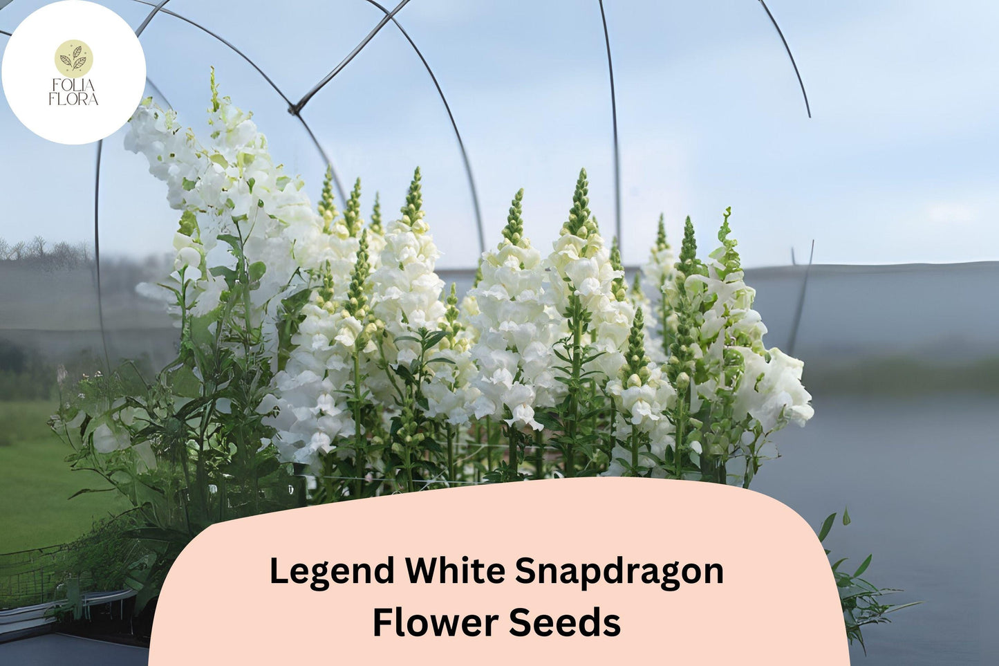 Antirrhinum majus Legend White Snapdragon Seeds – 1000+ Elegant Double Blooms for Garden & Cut Flowers