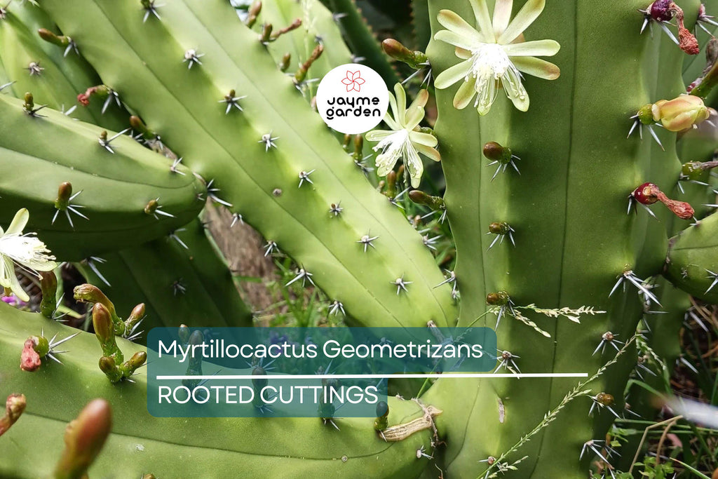 Myrtillocactus Geometrizans Rooted Cutting - 10-12" Tall, Prominent Black Spines, Blue Candle Cactus