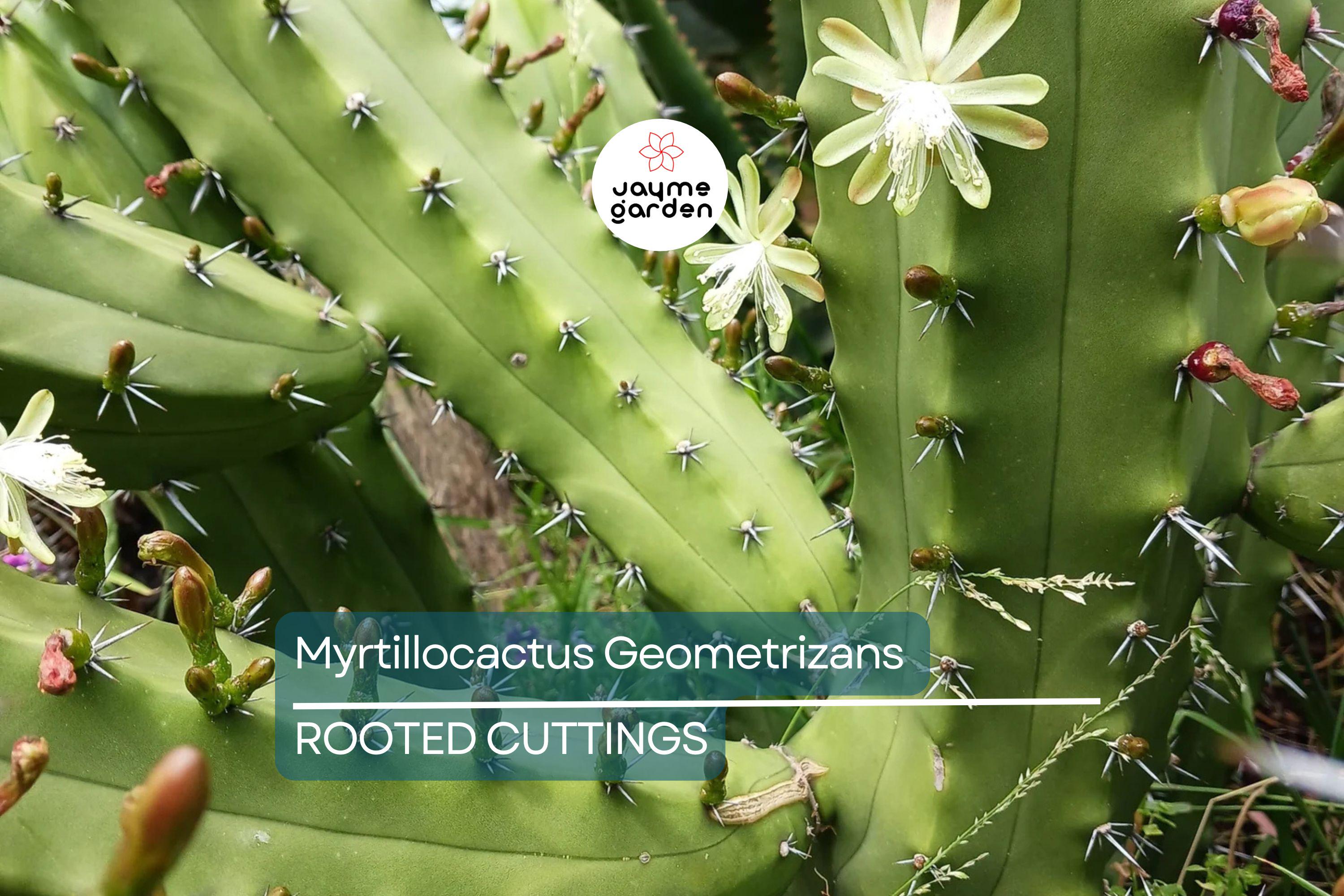 Myrtillocactus Geometrizans Rooted Cutting - 10-12" Tall, Prominent Black Spines, Blue Candle Cactus