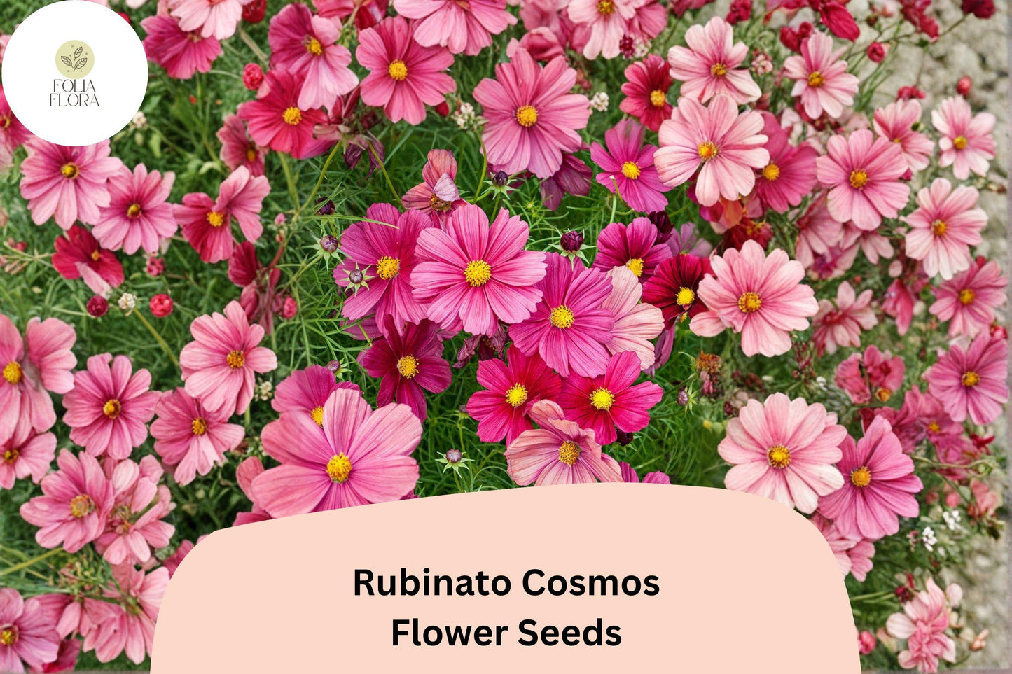 200+ Rubinato Cosmos Seeds | Cosmos Bipinnatus Deep Rose Red Blooms | Annual Garden Flower Seeds for Planting