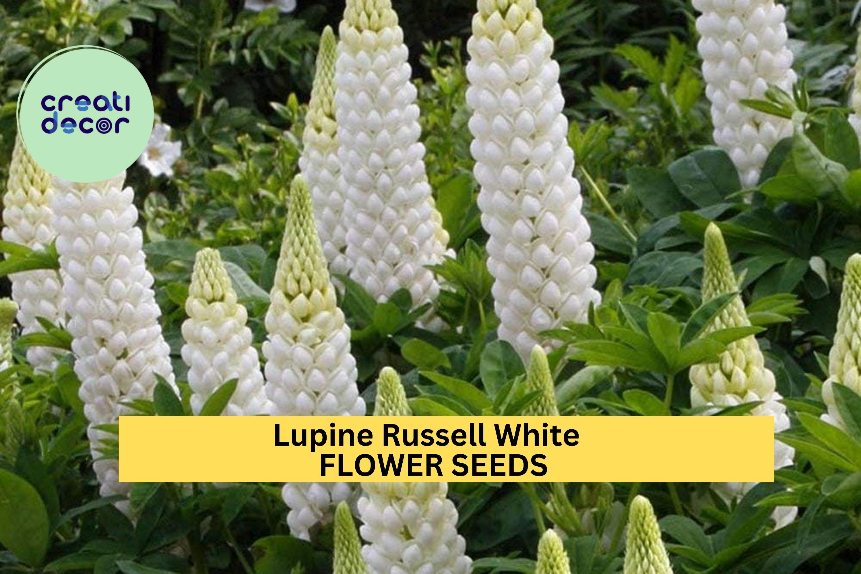 3pcs of 500mg Lupine Russell White Seeds – Elegant White Flower Spikes for Cottage Gardens, Pollinators & Floral Borders Seeds for Planting