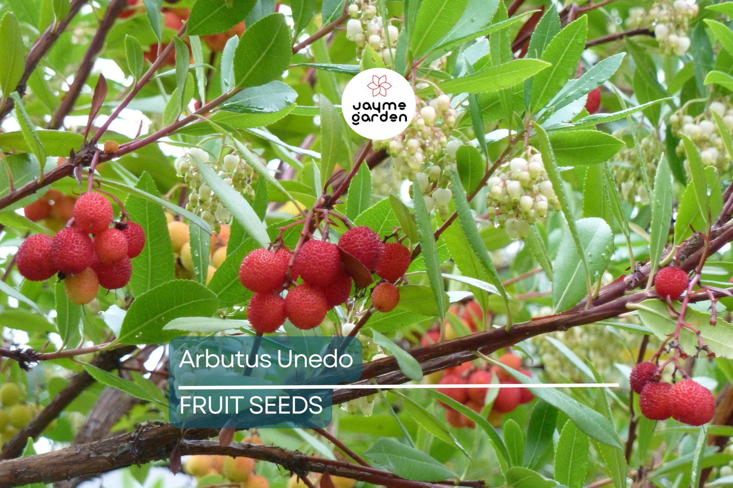 10 Strawberry Tree Seeds (Arbutus unedo) – Edible Red Berries, Four-Season Evergreen, USDA Zones 8-11, Compact Ornamental Shrub