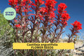 2pcs of 300 Northwestern Indian Paintbrush Seeds – Castilleja angustifolia dubia Wildflower for Native Gardens Seeds for Planting