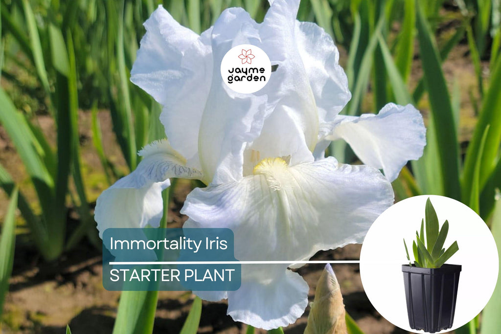 Immortality Iris Plant – Quart Pot | Fragrant Reblooming White Flowers | Perennial, Deer Resistant, Hardy Zones 3-10 | 30" Tall