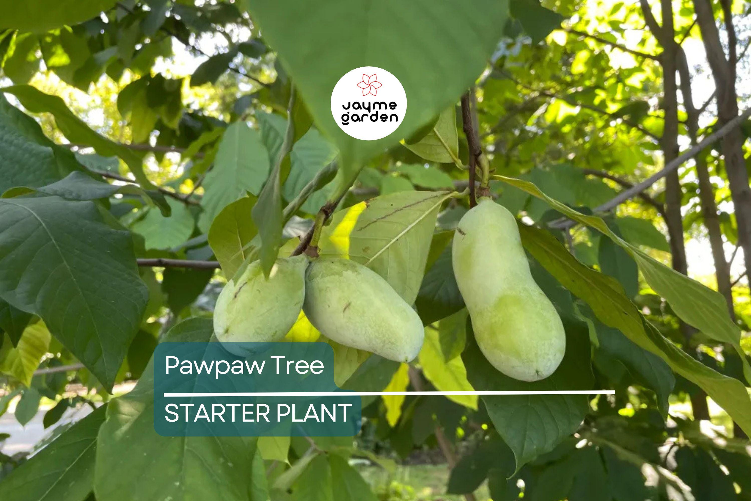 Pawpaw Tree – 1-2 Ft Tall | Live Fruit Tree | Edible Fruits | Cold Hardy | Ready to Plant | Full Sun | Perfect for Home Gardens